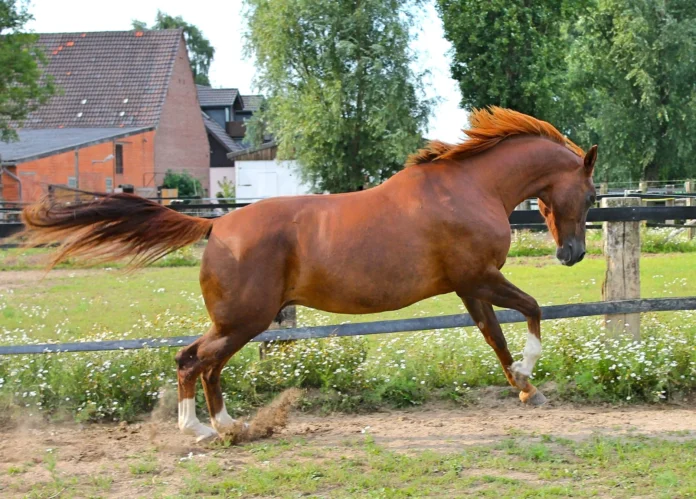 Chestnut Mares