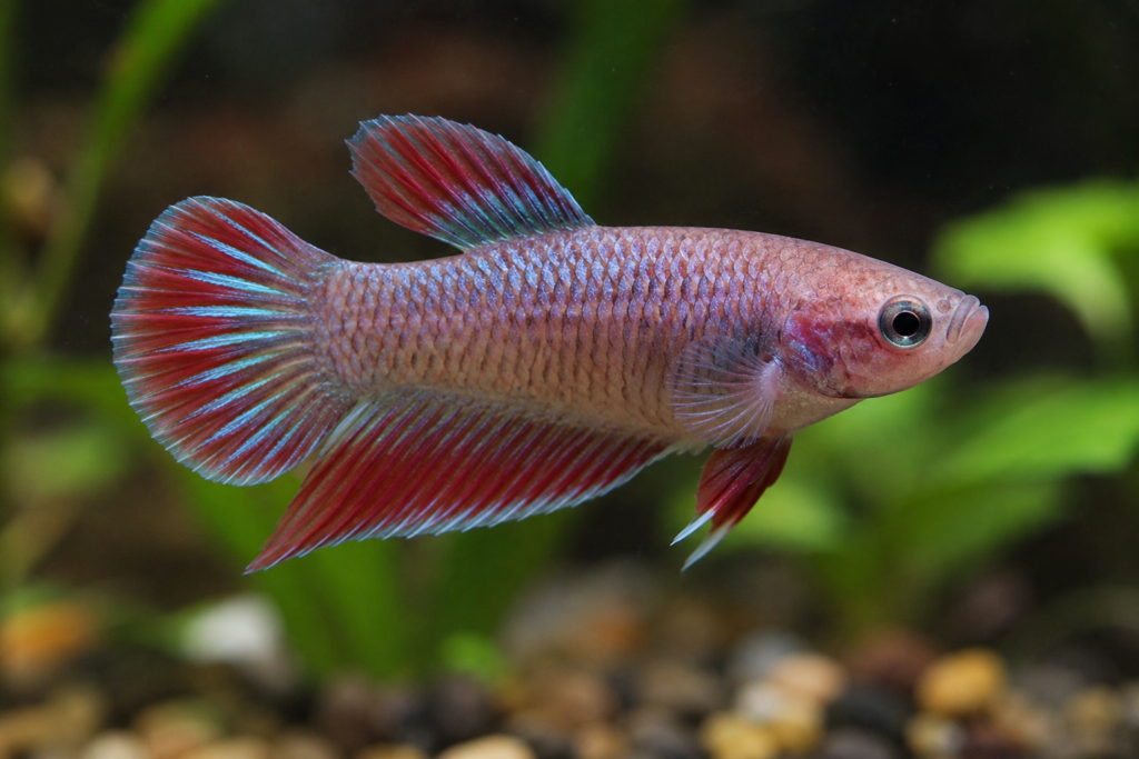 Female Betta Fish