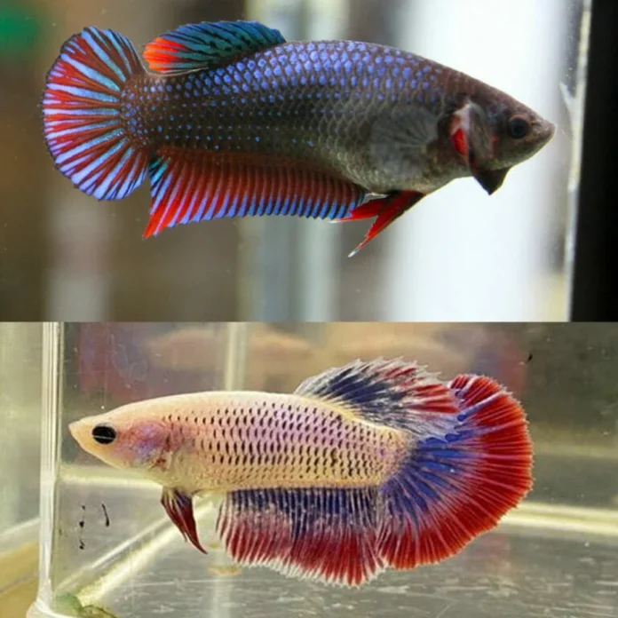 Female Betta Fish